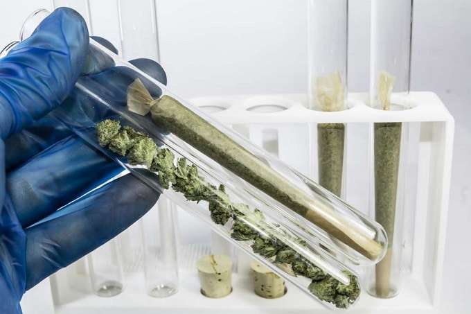 Cannabis In Test Tubes