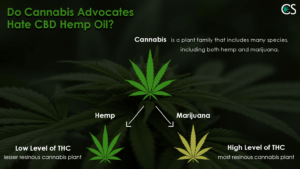 Hemp Vs. Marijuana