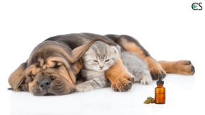 Introduction_to_Using_CBD_Hemp_Oil_for_Pets