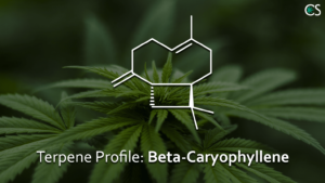 Terpene Profile Beta-Caryophyllene