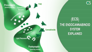The Endocannabinoid System Explained