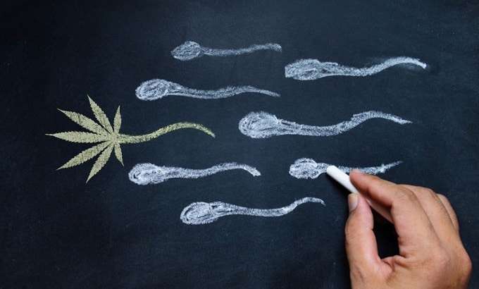 Illustration Of Sperms Following Weed Leaf