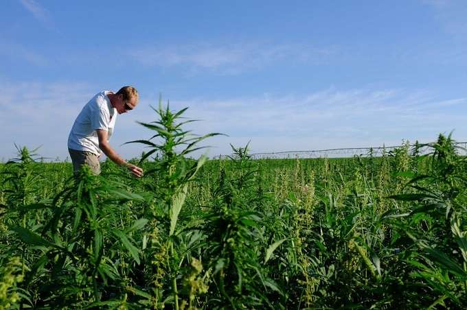 Kentucky farmers growing cannabis