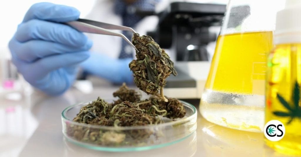 Doctor in laboratory holding marijuana buds
