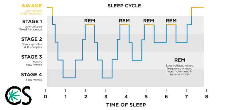 sleep cycles chart