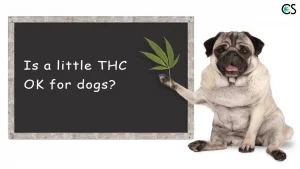 Is-little-THC-ok-for-Dogs
