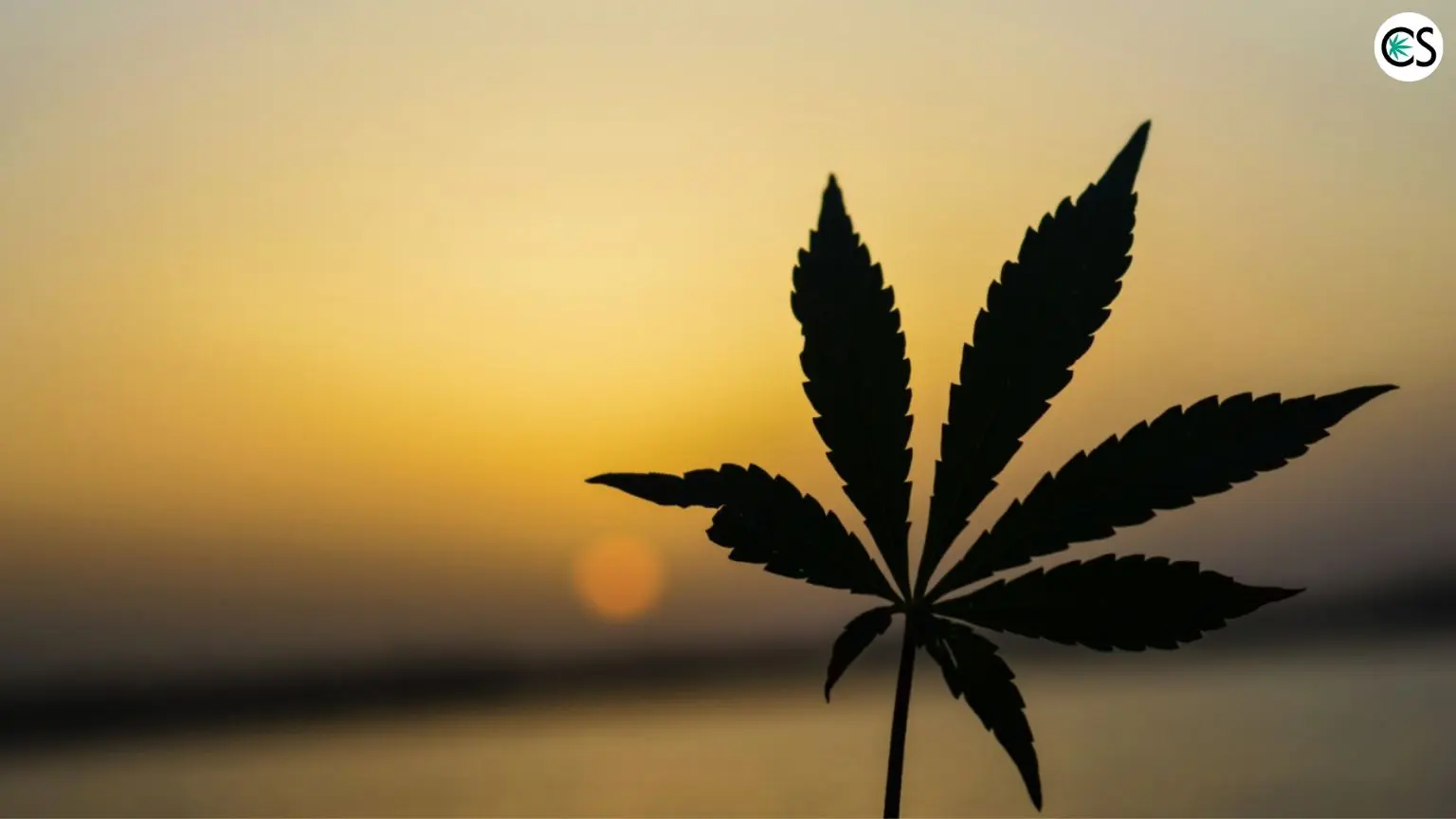eco-friendly-cannabis