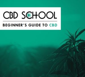 beginners guide to CBD