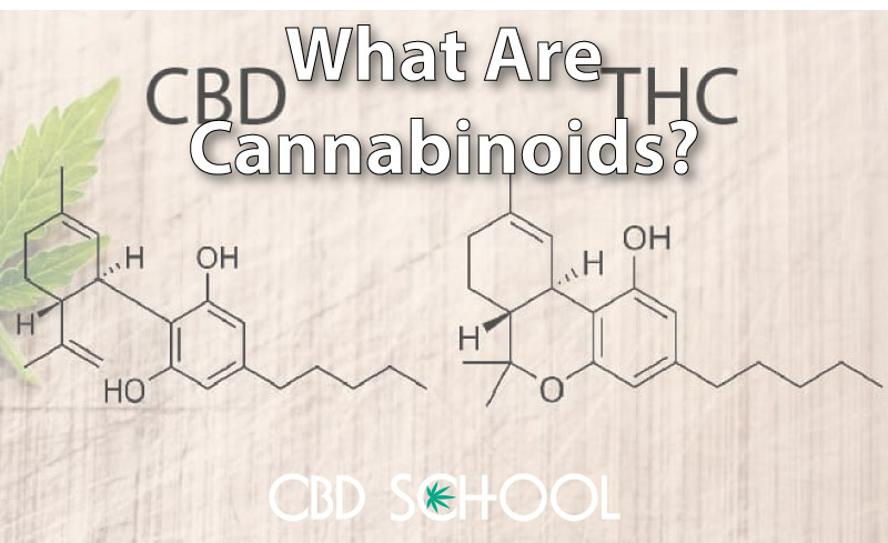 what are cannabinoids featured image