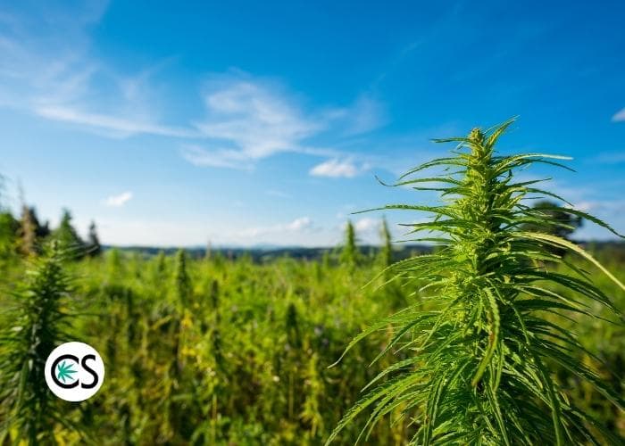 hemp seed oil comes from cannabis sativa plant