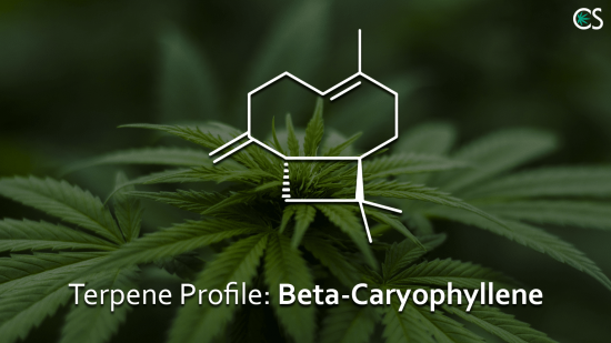 Terpene Profile Beta-Caryophyllene