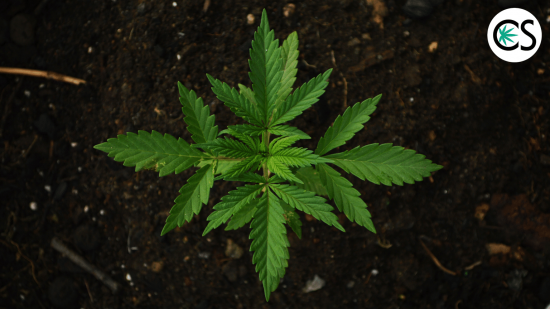 cannabis-plant-growing-soil