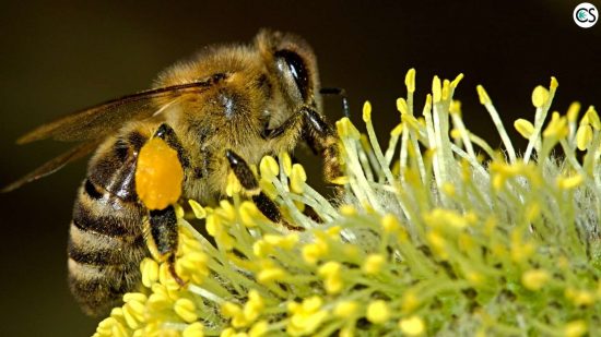cbd-hemp-save-bees-pollen