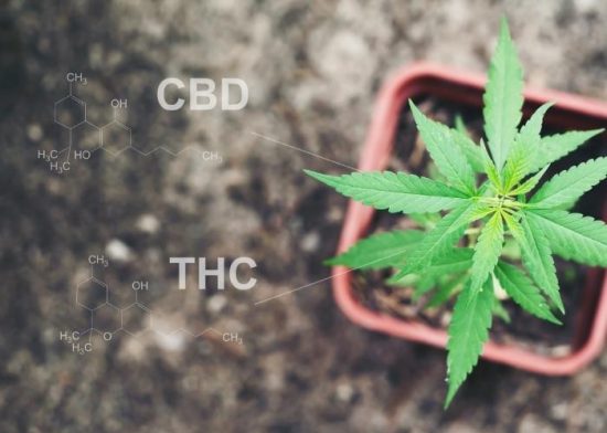 cbd oil vs medical marijuana
