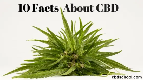 images_CBD_Pictures_10_Facts_About_CBD.png