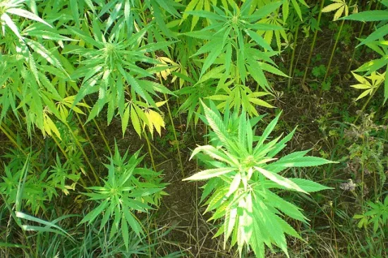 images_easyblog_articles_82_cannabis