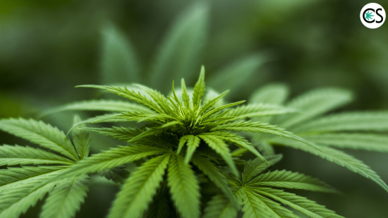 raw-cannabis-benefits