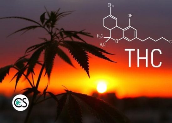 thc chemical compound with cannabis plant